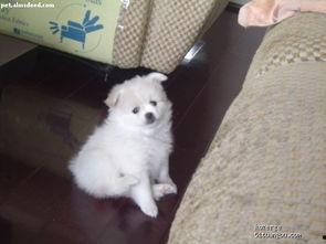 一个狗狗最新爆料图片视频 第3张 一个狗狗最新爆料图片视频 第3张