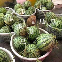 娱乐吃瓜壁纸图片,揭秘吃瓜群众背后的故事 第2张 娱乐吃瓜壁纸图片,揭秘吃瓜群众背后的故事 第2张